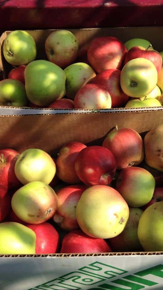 Apples from The Farm