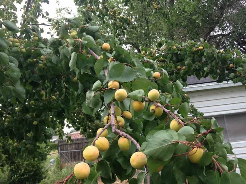 A bumper crop of apricots.